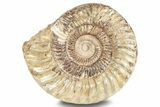 Jurassic Ammonite (Kranosphinctes?) Fossil - Madagascar #253206-2